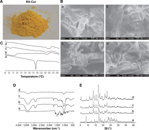 Figure 1 Physicochemical properties of RA-Cur with RA/Cur weight ratio of 25:1 in solid state.Notes: (A) RA-Cur appearance; (B) SEM micrographs; (C) thermal analysis; (D) IR spectra; (E) XRD analysis. (a) Cur, (b) RA, (c) physical mixture of RA and Cur, and (d) RA-Cur. Abbreviations: Cur, curcumin; IR, infrared; RA, rebaudioside A; RA-Cur, RA-based self-nanomicellizing solid dispersion containing Cur; SEM, scanning electron microscopy; XRD, X-ray diffraction.