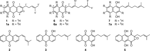 Fig. 1. Structures of MPAQ (1), (Z)-MPDEAQ (2), anthrasesamones A (3) and B (4), 2,3-epoxyanthrasesamone B (5), 2-geranyl-1,4-naphthoquinone (6) and 2-geranyl-1,4-naphthohydroquinone (7).