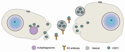 Figure 12. The schematic of EV-dependent transmission pattern in this study. In CSFV-infected cells, the newly formed virions accumulate in autophagosomes, and then enclosed into EVs through some unclear way. EVs carry the virions to uninfected cells. In this process of viral transmission, vesicles can protect virions from the neutralization of antibodies.