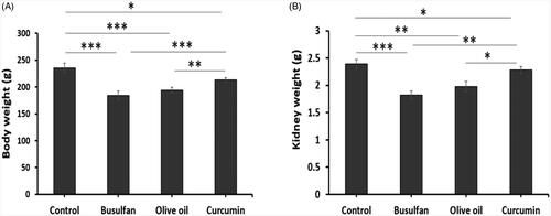 Figure 1. The effects of curcumin on the busulfan-induced impairment in body weight and kidney weight. Mean ± SD of the body weight of rats and the weight of kidney in study groups (*p < .05, **p < .01, and ***p < .001). In the study groups (six animals per group) as compared by the ANOVA and LSD. ANOVA: analysis of variance; CM: conditioned medium; LSD: least significant difference.