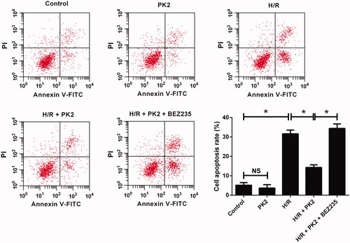 Figure 4. Effect of PK2 on H/R-induced apoptosis in H9c2 cardiomyocytes. H9c2 cardiomyocytes were treated with 5 nM PK2 in the presence or absence of 5 mM BEZ235, followed by H/R treatment for 12/12 h, or H9c2 cardiomyocytes were only treated with 5 nM PK2 for 24 h. Cell apoptosis was evaluated by flow cytometry. *p < .05. NS, not significant.