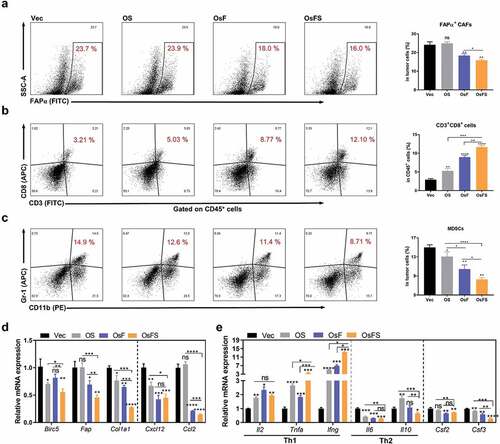 Figure 2. Regulation of the tumor microenvironment by vaccines. (a, b, c) Representative flow cytometry plots (left) and quantification (right) of frequencies of intratumoral FAPα+ CAFs (a), CD3+CD8+ T cells (b), and CD11b+Gr-1+ MDSCs (c). (d, e) Relative mRNA expression levels of survivin (BIRC5), FAPα, collagen I (COL1A1), CXCL12, CCL2 (d), and IL-2, TNF-α, IFN-γ, IL-6, IL-10, GM-CSF (CSF2), and G-CSF (CSF3) (e) in tumors isolated from vaccinated tumor-bearing mice were detected by qRT-PCR. Gapdh was used as an endogenous control. (*P < .05, **P < .01, ***P < .001, ****P < .0001)