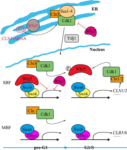 Figure 1. Transcriptional regulation of G1/S transition genes in yeast.