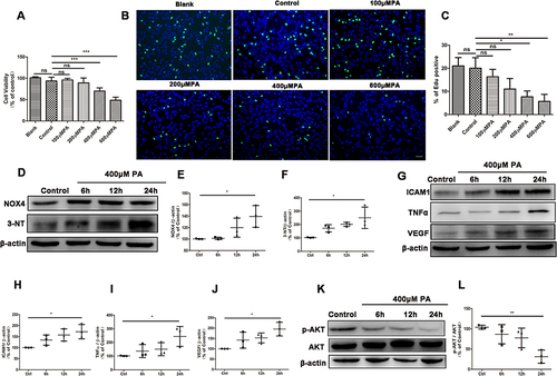 Figure 1 PA induced oxidative stress and inflammation in ARPE19 cells. (A-C) Results from cell viability assay (A) and EdU staining of cell proliferation (B and C) in ARPE19 cells treated with nothing (blank group), the vehicle (bovine serum albumin) of 600μM PA (control) or various concentration of PA (100, 200, 400, 600 μM) for 24 hours (Green: EdU, Blue: Hoechest 33,342). Scale bars: 50μm (B). (D) Representative Western blot images of NOX4, 3-NT in ARPE19 cells treated with vehicle for 24 hours or 400μM PA for 6, 12 and 24 hours. (E-F) Analysis of Western blot data of NOX4 and 3-NT. (G-J) Images (G) and statistical analysis (H-J) of Western blot data of ICAM1, TNFα and VEGF levels in ARPE19 cells before and after PA administration. (K) Representative images of Western blot of p-AKT and AKT in ARPE19 cells treated with vehicle for 24 hours (control), or 400μM PA for 6, 12 and 24 hours. (L) Statistical analysis of Western blot data (K) of p-AKT/AKT. Control cells were incubated with the vehicle (bovine serum albumin) of 400μM PA alone for 24 hours (D-L). Data were obtained from three independent experiments. One-way analysis of variance (ANOVA) followed by a post-hoc analysis Tukey’s test was applied to evaluate significant difference between groups. Bar graphs represent mean values ± SD. *P < 0.05, **P < 0.01, ***P < 0.001.