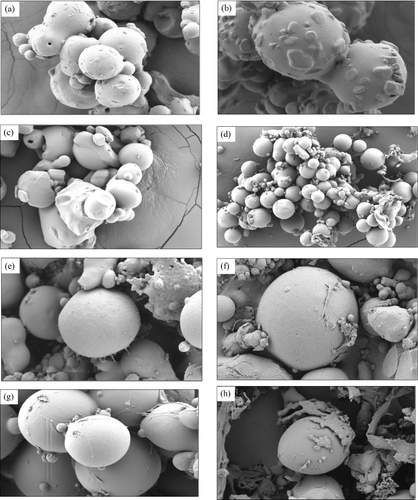 Figure 3 SEM images of metformin microspheres of batch (a) A1, (b) A2, (c) A3 and (d) A4, and nanoparticles of batch (e) B1, (f) B2, (g) B3 and (h) B4.