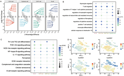 Figure 4 Differentially expressed genes and related molecular mechanisms of major immune cells. (A) Differentially expressed genes of each immune cell compared to others. Genes with the largest fold change during differential expression are labeled. (B) Biological processes of differentially expressed genes in different immune cells. The size of the dot corresponds to the cell count. The depth of the color represents the false discovery rate (FDR). (C) Kyoto Encyclopedia of Genes and Genomes pathways of differentially expressed genes in different immune cells. The size of the dot corresponds to the cell count. The depth of the color represents the FDR. (D) Enrichment levels of KEGG pathways in each cell type. Colors ranging from blue to red indicate increased expression.