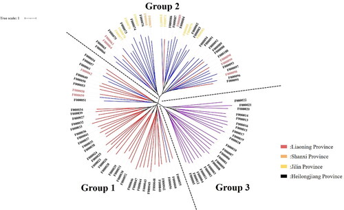 Figure 3. Adzuki bean system tree diagram based on the NJ algorithm. Based on the NJ algorithm, the clustering results can be divided into three groups according to the dotted line. The bean resources marked in red in the figure correspond to Group III in Supplemental Table S8; the bean resources marked in blue correspond to Group II in Supplemental Table S8; and the bean resources marked in purple correspond to Group I in Supplemental Table S8.
