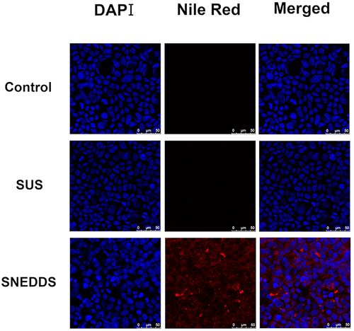 Figure 5 Caco2 monolayer uptake of Nile-red labeled drugs (0.5μg/mL).