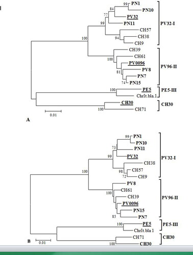 Figure 3. Phylogenetic analyses of studied Prunus necrotic ringspot virus (PNRSV) isolates and isolates available in GenBank database based on the nucleotide sequences of their coat protein (A) and movement protein (B) genes. The trees were constructed with MEGA6 using the neighbor-joining method. The numbers at the nodes indicate the percentage of 1000 replicates, as the values below 70% are not shown. All Bulgarian isolates are marked in bold. The underlined isolates are the representatives of the respective phylogroup. The bar represents 0.01 substitutions per site.