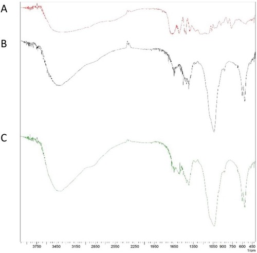 Figure 2 FTIR spectra of pure salvianolic acid B (A), CS/HA (B) and Sa B-CS/HA (C).