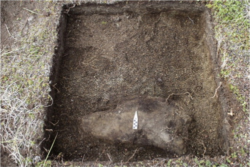 Fig. 6  Test excavation of the edge of sunken surface feature revealing fine sandy deposits (under north arrow) that naturally infilled a permafrost fissure.
