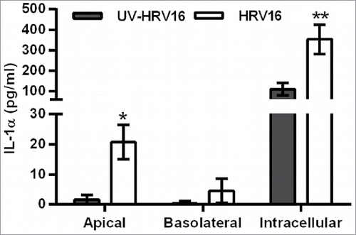 Figure 6. Increased extracellular and intracellular IL-1α release from human bronchial epithelial cell (HBEC) monocultures infected with human rhinovirus (HRV)16. ALI monocultures were infected apically with HRV16 (MOI = 2) or UV-HRV16 as a negative control. After 24h, apical and basolateral supernatants were removed and the remaining cells went through 3 cycles of freeze/thaw before cell-free supernatants were assayed for IL-1α by ELISA. Results are means ± range, n = 5. *P ≤ 0.05, **P ≤ 0.01 compared to UV-HRV16 control (ANOVA with Bonferroni correction).