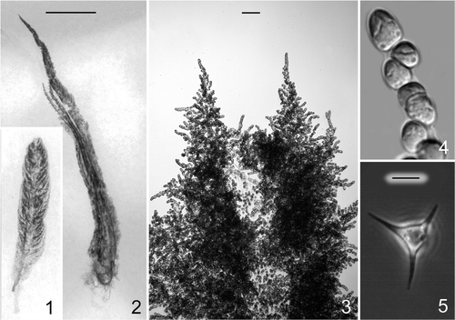 Figs 1–5. Morphology of Hydrurus foetidus collected at Finse, Norway. 1. Specimen dried on cardboard paper and depicted by optical scanning at 600 dpi showing a small, richly branched specimen, collected late February 2006. 2. Individual thalli collected March 2007, in good growth. 3. Specimen sampled in March 2007, apex of two individual branches in good growth. 4. Detail of branch apex in good growth, showing the dominant apical cell and adjacent vegetative cells. 5. Zoospore released from cells a few hours after collection. The zoospore is released as a spherical cell but develops rapidly (within minutes) into the tetrahedal zoospore (shown here) characteristic for this species. Scale bars: 10 mm (Figs 1, 2: bar in Fig. 2), 100 µm (Fig. 3) or 10 µm (Figs 4, 5: bar in Fig. 5).