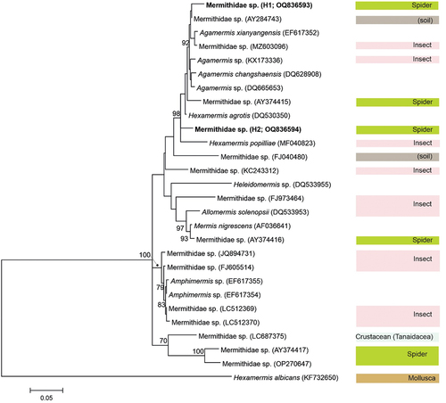 Figure 5. Maximum‐likelihood (ML) phylogenetic tree of Mermithidae based on 18S rDNA, including the new haplotypes obtained in the present study (marked in bold). Information on the known host group is presented in the right-hand column. Bootstrap values (≥70%) are indicated at the nodes. Scale bar indicates branch length in substitutions per site.