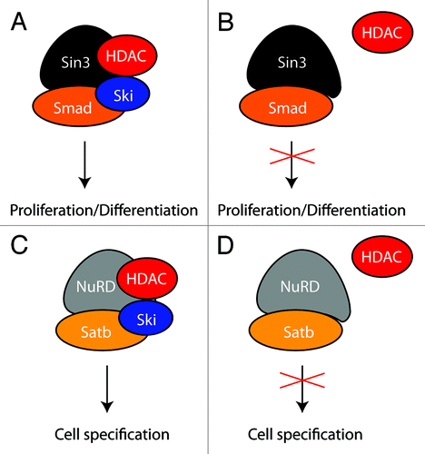 Figure 2. A mechanistic model for the repressor function of Ski. Ski is required to assemble a functional Sin3 (A) and NuRD (C) repressor complex at target sequences. In the absence of Ski, recruitment of HDAC to the Sin3 (B) and NuRD (D) complex is impaired resulting in misregulation of cell proliferation/differentiation (A,B) and cell specification (C,D), respectively.