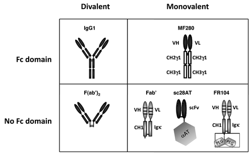 Figure 1. Schematics of the antibodies used in this study, all derived from the CD28.3 anti-human CD28 mAb. IgG1, murine original mAb in its divalent IgG1 format. F(ab’)2, product of the pepsin digestion of the CD28.3 mAb. MF280, novel monovalent construction consisting in a chimeric heterodimer of VH-CH2-CH3 and VL-CH2-CH3 chains. Fab’, humanized recombinant antibody fragment produced in CHO cell supernatant. Sc28AT, recombinant fusion antibody consisting in the assembly of a scFv with human α-1-antitrypsin. FR104, humanized Fab’ modified by pegylation with a 2 x 20 kDa polyethylene glycol moiety branched at the c-terminal end of the heavy chain.