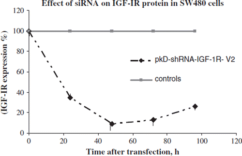 Figure 2. Expression of IGF-1R protein in SW480 cells. Transfection of pkD-shRNA-IGF-1R-V2 results in greatest knockdown at 48 hours, but still provides an 81.2±1.8% knockdown after four days in comparison with midi ones of control cells (untreated SW480 cells, SW480 cells transfected ones with FuGENE HD Transfection Reagent only and cells transfected with PkD-shRNA-NegCon-V1). Data are expressed as the mean ± standard deviation.
