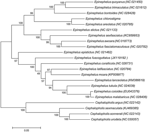 Figure 1. Phylogenetic tree was constructed based on 12 protein-coding genes (except ND6 gene) of 18 Epinephelus complete mitogenome. The black dot indicated the species in this study. The number at each node is the bootstrap probability. The number before the species name is the GenBank accession number.