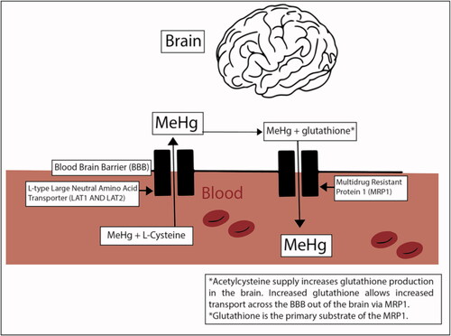 Figure 3. Transport of Methylmercury across the blood brain barrier.