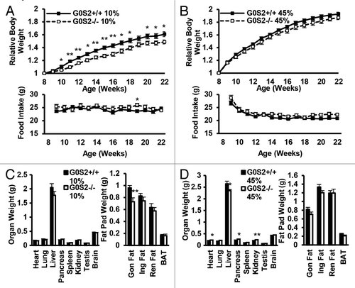 Figure 3. G0S2−/− mice showed decreased relative body weight and decreased fat pad weight. (A and B) Relative body weight as compared with initial body weight (8 wk of age) of male G0S2+/+ and G0S2−/− mice during 14 wk fed on a 10% fat diet (A, upper panel) or a 45% fat diet (B, upper panel). Food intake of G0S2+/+ and G0S2−/− mice during 14 wk on a 10% fat diet (A, lower panel) and 45% fat diet (B, lower panel) (n = 12). (C and D) Organ weight (left panel) and fat pad weight (right panel) of male mice fed a 10% fat diet (C) and 45% fat diet (D) (n = 8–9). Gon Fat, gonadal fat pad; Ing Fat, inguinal fat pad; Ren fat, renal fat pad; BAT, interscapular brown adipose tissue. The symbols * and ** depict statistical significance as P < 0.05 and P < 0.01, respectively.