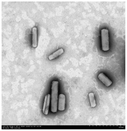Figure 5 Transmission electron microscopy of paclitaxel nanosuspension. Magnification: 10,000×.