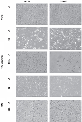 Figure 2 Figures 2a–e Microscopical monitoring of the treated glioblastoma cells.