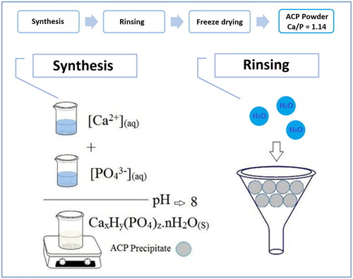 Figure 1. A schematic plan of ACP-NPs synthesis process.