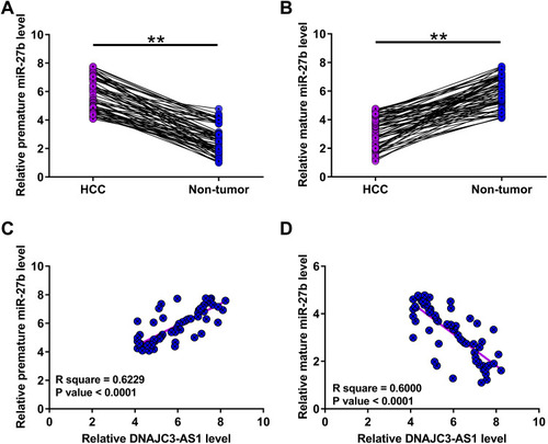 Figure 2 Expression of premature and mature miR-27b were correlated with DNAJC3-AS1 in HCC. MiR-27b expression at both premature (A) and mature (B) levels in 66 pairs of tissue samples donated by the 66 patients was analyzed with RT-qPCRs. Correlations of premature (C) and mature miR-27b (D) with DNAJC3-AS1 across HCC tissues were analyzed with Pearson’s correlation coefficient. **p < 0.01.