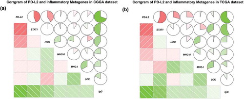 Figure 4. PD-L2 related inflammation activities in CGGA and TCGA cohorts. In pie charts, positive correlations are displayed in green and negative correlations in red. Color intensity and the size of the circle are proportional to the correlation coefficients.