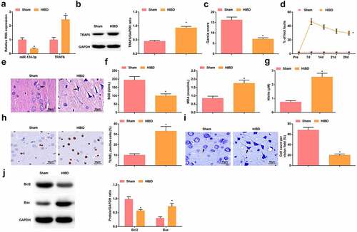 Figure 2. Successful HIBD modeling in rats. A. RT-qPCR detection of miR-124-3p and TRAF6 mRNA expression; B. Western blot detection of TRAF6 protein expression; C. Neurological function score of rats after HIBD; D. Behavioral function of rats after HIBD; E. HE staining; F. SOD and MDA levels of rats after HIBD; G. NO levels of rats after HIBD; H. TUNEL staining; I. Nissl staining; J. Bax and Bcl-2 protein expression of rats after HIBD; measurement data were expressed as mean ± standard deviation; * P < 0.05 vs. the Sham group.