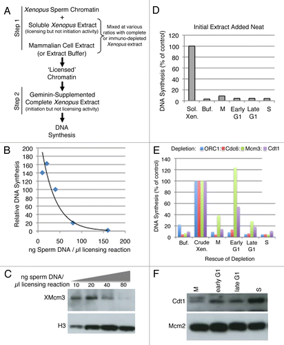 Figure 2 A heterologous system for the identification of licensing activities. (A) Description of licensing assay protocol (see text and methods for details). (B) Various concentrations of sperm chromatin were added to soluble high-speed Xenopus extract in Step 1, followed by the addition of sufficient geminin-supplemented complete (low-speed) extract to maintain a constant sperm template concentration in Step 2 of 13.3 ng/µl. The relative fraction of input DNA synthesized was plotted as a function of original template concentration in Step 1. This experiment identifies the Step 1 template concentration at which licensing components (e.g., Mcm2–7) become limiting for DNA synthesis. 40 ng/µl was used in all subsequent experiments. (C) Immediately following Step 1 from (B), sperm chromatin was isolated from aliquots of the reaction by centrifugation through a sucrose cushion. Chromatin bound proteins from equivalent amounts of sperm DNA from each reaction were subjected to immuno-blotting to detect the amount of chromatin-loaded Mcm proteins. (D) In Step 1, soluble high-speed Xenopus egg extract was replaced with either Buffer (Buf) or soluble extracts from CHO cells at different times during the cell cycle (M = mitosis or cells at shake-off; Early G1 = 2 hours after mitosis; Late G1 = 7 hours after mitosis; S = S phase; cells released from mitosis into aphidicolin for 16 hours and released from the aphidicolin block for one hour). CHO extracts cannot license Xenopus sperm chromatin on their own, regardless of the time during the cell cycle at which they are prepared. (E) Soluble high-speed Xenopus egg extracts were depleted of ORC1, Cdc6, Mcm3 or Cdt1 and Step 1 of the licensing reaction was performed with mixtures of depleted extract and either Buffer (Buf) or CHO cell extracts (Xenopus: Mammalian extract ratio 1:3) prepared at the indicated times during the cell cycle as in (D). As positive control reactions, depleted Xenopus extracts were supplemented with partially purified fractions of Xenopus egg extract (Crude Xen.: PEG-M for Mcm3 depleted extracts and PEG-B for all others; reference Citation18) and all reactions were quantified relative to this positive control. (F) Soluble hamster extracts used in (E) were subjected to immuno-blotting to examine the level of hamster Cdt1 and Mcm proteins.