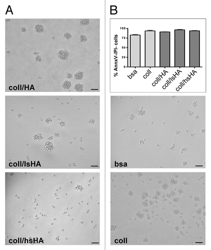 Figure 3. Morphology and viability of MØCC differentiated on aECM. Monocytes were differentiated to MØCC on bsa, coll or different aECMs (coll/HA, coll/lsHA, coll/hsHA) by stimulation with the cytokine cocktail (MCP-1, IL-6, IFNγ). (A) Representative micrographs out of three independent experiments from MØCC on day 6 are depicted. On all substrates MØCC are small, round shaped and only fragile attached. On coll, coll/HA and coll/lsHA MØCC form large clusters while on coll/hsHA MØCC appear predominantly as single cells. (B) Vitality of MØCC was determined on day 6 by labeling the cells with Annexin V (AnnxV) and propidium iodide (PI). Percentage of AnnxV-/PI- cells reflecting the population of viable cells is presented as mean ± SD of three independent experiments. No differences in the viabilty of the MØCC generated on the different substrates were observed.