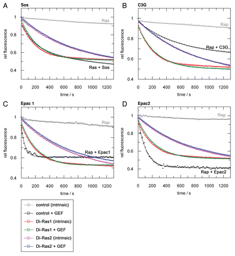 Figure 2 Ras- and Rap-GEFs are inactive on Di-Ras proteins. Nucleotide exchange activity of Di-Ras1 (intrinsic: red, GEF-catalysed: green), Di-Ras2 (intrinsic: magenta, GEF-catalysed: blue) and control G proteins (intrinsic: gray, GEF-catalysed: black). 1 µM of mGDP preloaded G protein were incubated with 2 µM of Sos (A), C3G (B), Epac1 (C) or Epac2 (D) and the reaction started by adding excess unlabelled nucleotide at time zero. Epac1 and Epac2 reactions were measured in the presence of 1 mM cAMP. The amount of mGDP loaded protein was set to 1.