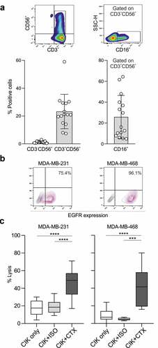 Figure 1. CIK cell cytotoxicity against TNBC cell lines is enhanced when combined with CTX. (a) CIK cell bulk cultures were characterized by flow cytometry for the content of CD3+CD56+ and CD3+CD56+CD16a+ subsets, and CD3−CD56+ cells. Dot plot of one representative donor is showed (upper panels). Histograms refer to the mean expression ± SD of 15 independent expansions from distinct healthy donors (lower panels). (b) MDA-MB-231 (left panel) and MDA-MB-468 (right panel) were analyzed for EGFR expression (pink) by flow cytometry. A fluorochrome-conjugated secondary antibody alone (gray) served as negative control. (c) CIK cells were assessed for cytotoxicity against MDA-MB-231 (left panel) and MDA-MB-468 (right panel) tumor cell lines. Lytic activity was measured in the absence (white boxes) or in the presence of an isotype control mAb (ISO, light gray boxes) or cetuximab (CTX, dark gray boxes) at an E/T ratio of 50:1; boxes indicate mean value ± SD of 15 independent experiments. ***P < .001, ****P < .0001.