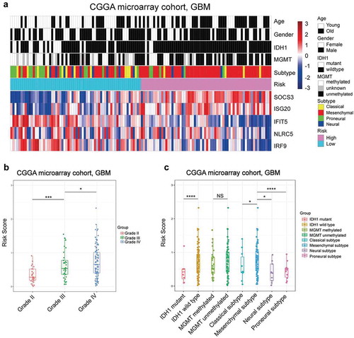 Figure 1. The distribution pattern of the interferon signature in the CGGA microarray cohort. A, The expression pattern of the signature’s five genes with other clinical characteristics. B, The risk score was elevated significantly in higher grade gliomas. C, The higher risk patients were specifically enriched in the IDH1 wild type and mesenchymal subtype in GBM. (* means P < 0.05, ** means P < 0.01, *** means P < 0.001, **** means P < .0001).