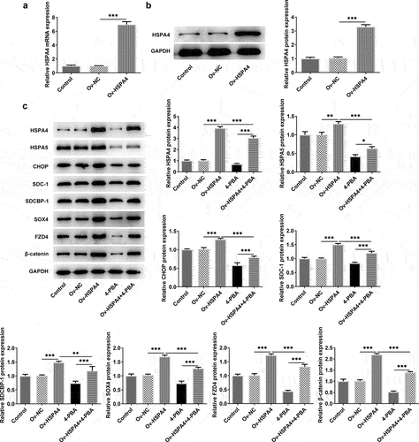 Figure 5. HSPA4 overexpression induced ER stress and Syntenin/SOX4/Wnt/β-catenin pathway in TNBC cells. mRNA expression (a) and protein level (b) of HSPA4 in HCC1937 were detected by qRT-PCR and western blot assay. (c) Western blot assay was carried out to identify the protein expressions of HSPA4, HSPA5, CHOP, SDC-1, SDCBP-1, SOX4, FZD4 and β-catenin in HCC1937. Data are expressed as mean ± SD. *P < 0.05, **P < 0.01, ***P < 0.001.