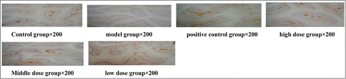 Figure 2. Effects of Fuzheng Paidu Tablet on the intestinal CD4+ cells in CY-induced immunosuppressed mice.