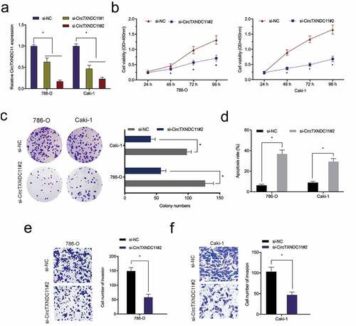 Figure 3. circTXNDC11 knockdown inhibited the proliferation and invasion of RCC cells in vitro