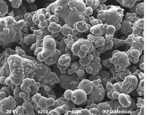 Figure 7 Scanning electron microscopy image of SPP microspheres.