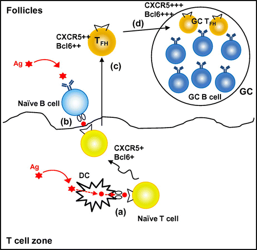 Fig. 2. Multiple steps involved in TFH-cell development.Notes: TFH-cell development requires serial interaction with DCs and antigen-specific B cells. Upon priming with dendritic cells, some of the activated T cells up-regulate a chemokine receptor, CXCR5, and transcription factors, including Bcl6 (a). The activated CD4+ T cells migrate toward the border of T-cell zone and B-cell follicle, where the T cells interact with antigen-specific B cells (b). This interaction with B cells further up-regulates CXCR5 and Bcl6, while down-regulates CCR7, which allows the T cells relocate to B-cell follicle (TFH) (c). Some of TFH cells participate in germinal center (GC) reaction (GC-TFH) (d).