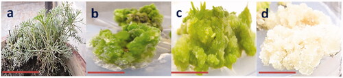 Figure 1. Pictorial presentation of the in vitro callus cultures in A. scoparia: (a) Wild grown plant, (b) Callus biomass formation in response to BA, (c) Callus biomass formation in response to 2,4-D and (d) Callus biomass formation in response to BA plus 2,4-D.