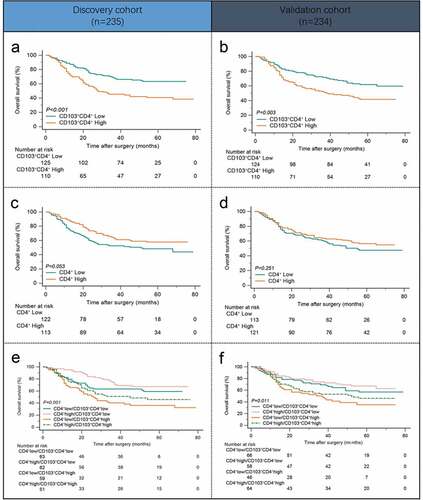 Figure 2. Intratumoral CD103+CD4+ T cells predict poor prognosis in gastric cancer patients. (a and b) Kaplan–Meier survival curves for overall survival of gastric cancer patients in Discovery cohort(a) and Validation cohort(b) on the basis of intratumoral CD103+CD4+ T cell infiltration. (c and d) Kaplan–Meier survival curves for overall survival of gastric cancer patients in Discovery cohort(c) and Validation cohort(d) on the basis of intratumoral total CD4+ T cell infiltration. (e and f) Kaplan-Meier survival curves for overall survival of gastric cancer patients in the Discovery cohort (e) and Validation cohort (f) further stratified on the basis of CD103+CD4+ T cells in the total CD4+ T cell strata