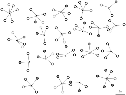 Figure 10. Distribution of trunks of MS and prediction position of trunks of derivative suckers. The gray circles show the positions of suckers that already formed a trunk. White circles show the prediction positions of suckers forming a trunk. The star denotes the reference point (OM). The circle size and the length from OM were estimated from the size of suckers that already formed a trunk.