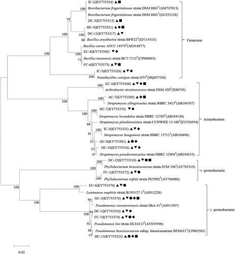 Figure 3. Phylogenetic relationships among bacterial isolates with multiple PGP traits from rhizosphere soil of C. microphylla based on the partial 16S rRNA gene sequences. The potential PGP traits of bacterial isolates are indicated with the following symbols: ▲ nitrogen fixation, ▼ phosphate solubilization, ● siderophore production, ◆ ACC production, ■ IAA production.