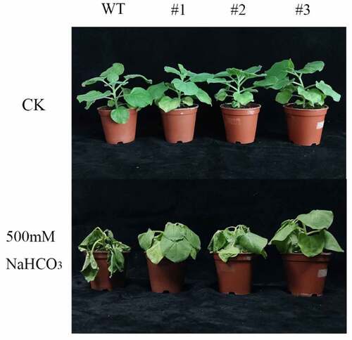 Figure 8. Plant growth between wild-type and LpCPC transgenic plants under 500 mM NaHCO3 stresses. Plant growth in pot supplemented with 0 mM (CK), 500 mM NaHCO3. WT: Wild-type. #1, #2, and #3: LpCPC transgenic lines.