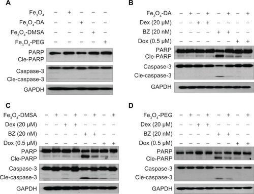 Figure 5 Fe3O4 NPs abolish apoptosis induced by anticancer drugs.Notes: (A) OPM2 cells were treated indicated nanoparticles (100 μg/mL) for 9 hours, followed by measurement of PARP and caspase-3, hallmarks of apoptosis. (B) OPM2 cells were cotreated with Fe3O4-DA, (C) Fe3O4-DMSA, or (D) Fe3O4-PEG and Dex (20 μM), BZ (20 nM), or Dox (0.5 μM) for 9 hours, followed by analysis of PARP and caspase-3.Abbreviations: BZ, bortezomib; DA, dopamine; Dex, dexamethasone; Dox, doxorubicin; DMSA, dimercaptosuccinic acid; Fe3O4, ferroferric oxide; GAPDH, glyceraldehyde-phosphate dehydrogenase; NPs, nanoparticles; PARP, poly ADP-ribose polymerase; PEG, polyethyleneglycol.