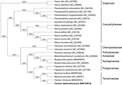 Figure 1. Phylogenetic tree reconstructed by maximum-likelihood (ML) and Bayesian inference (BI) analysis based on the whole chloroplast protein-coding genes of 25 species. Values above branches are maximum likelihood bootstrap percentages (BS) / Bayesian posterior probabilities (PP).