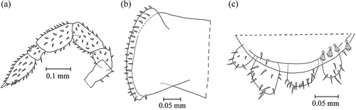 Figure 16. Uncuniscus elegans gen. nov., sp. nov. Male. Holotype. (a) Antenna; (b) epimeron of the first pereionite in ventral view; (c) telson and uropods in dorsal view.