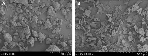 Figure 7 The surface morphology of lyophilized powder 734THIF (A) and 734THIF nanoparticle formulation (B), as shown by SEM.Abbreviations: 734THIF, 7,3′,4′-trihydroxyisoflavone; SEM, scanning electron microscopy.
