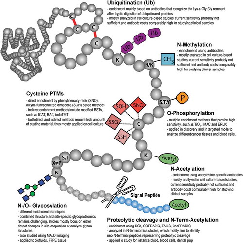 Figure 2. Frequently reported post-translational protein modifications (adapted from Pagel et al., Expert Rev Proteomics; 12(3):235-53; with permission).
